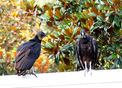 [Two vultures standing atop a fence. One faces the camera while the one beside it looks at the other while facing the opposite direction.]